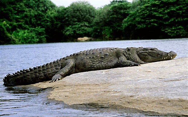 Krokodíl - ilustračné foto (telegraph.co.uk)